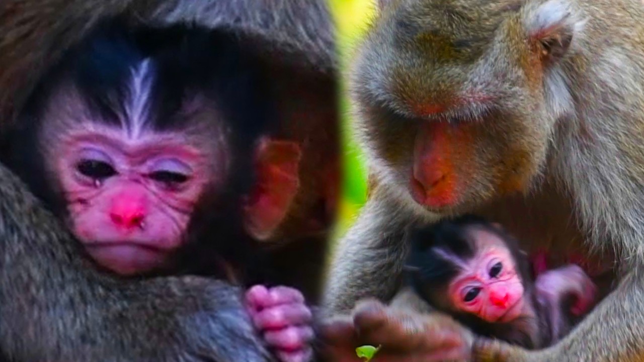 The adorable little monkey is receiving milk from its mother and is being gently nursed