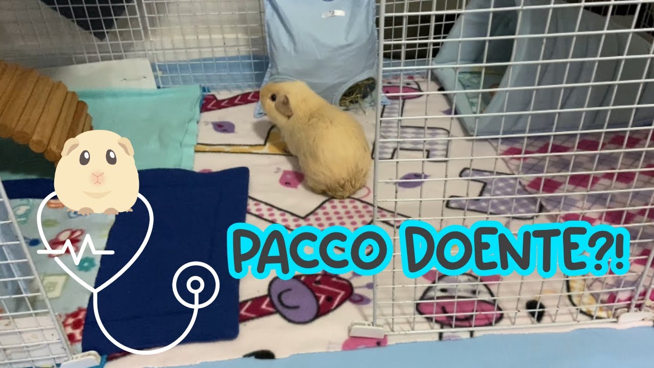 Falando um pouco sobre o que Pacco tem