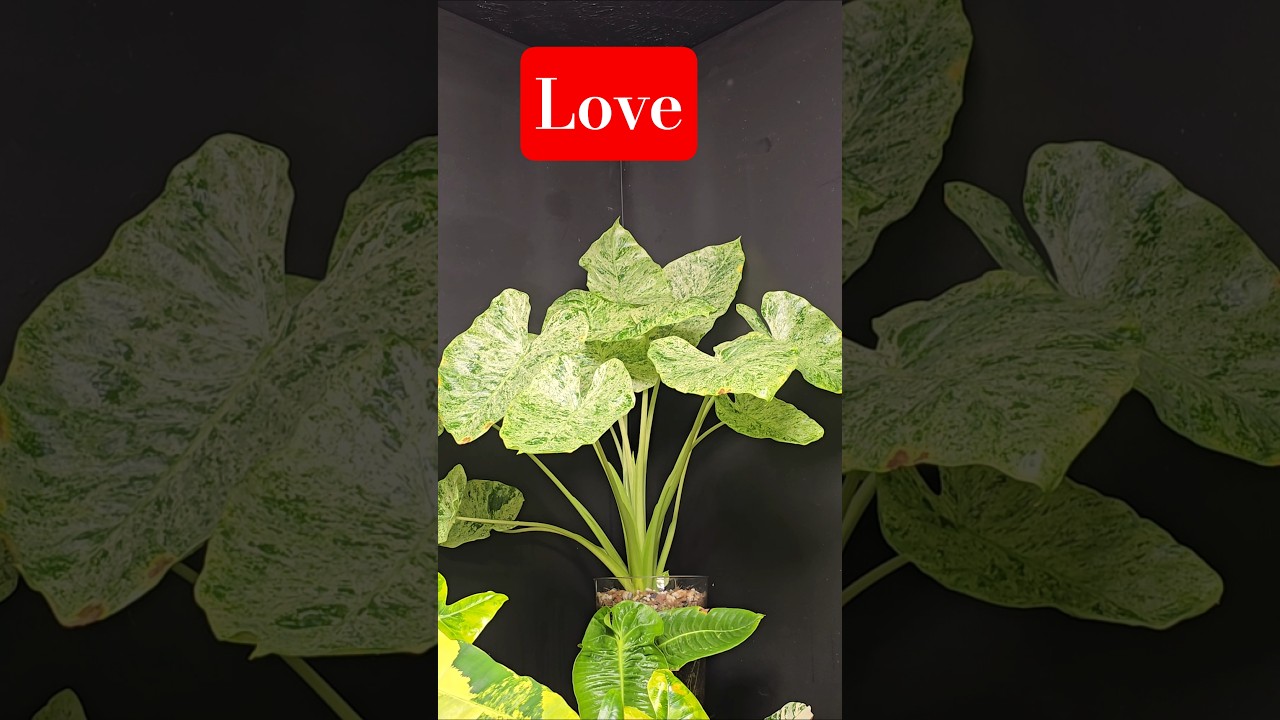 The Secret!!! #lecamagic #plants #plantlove #plantlover #love #passion #plantart #plantmagic