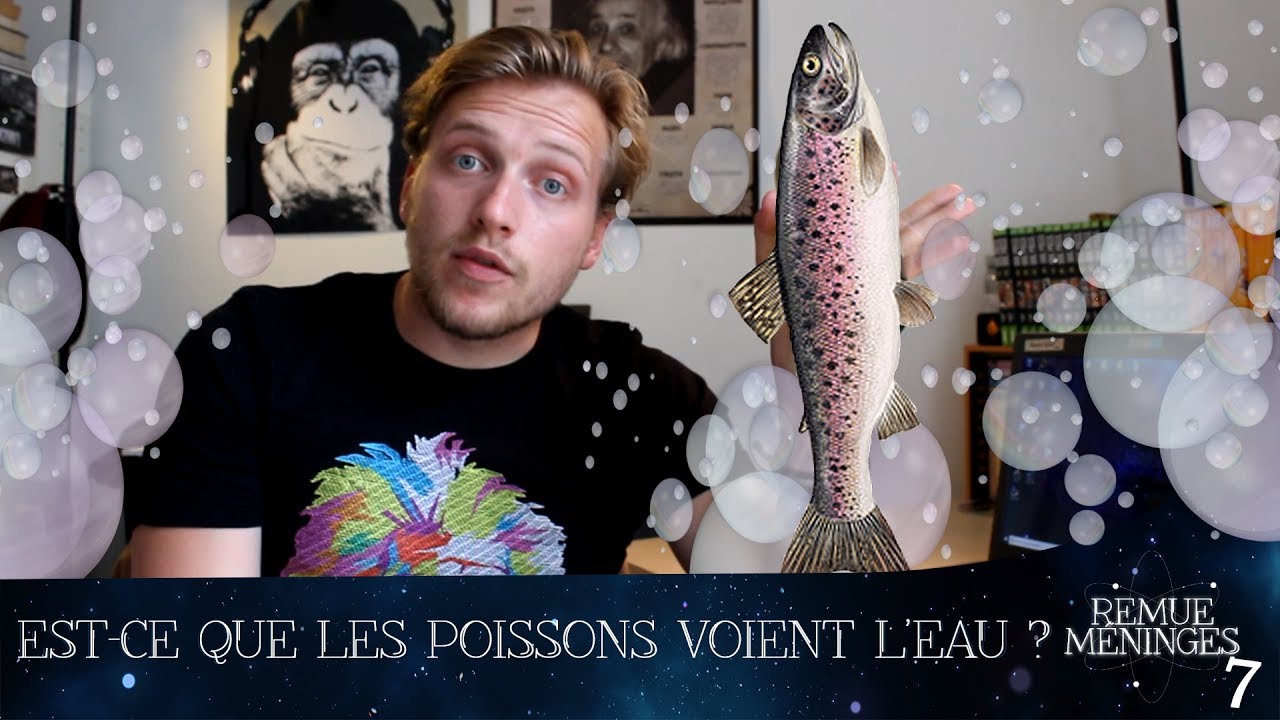 Est-ce que les poissons voient l'eau ? - Remue-Méninges 7