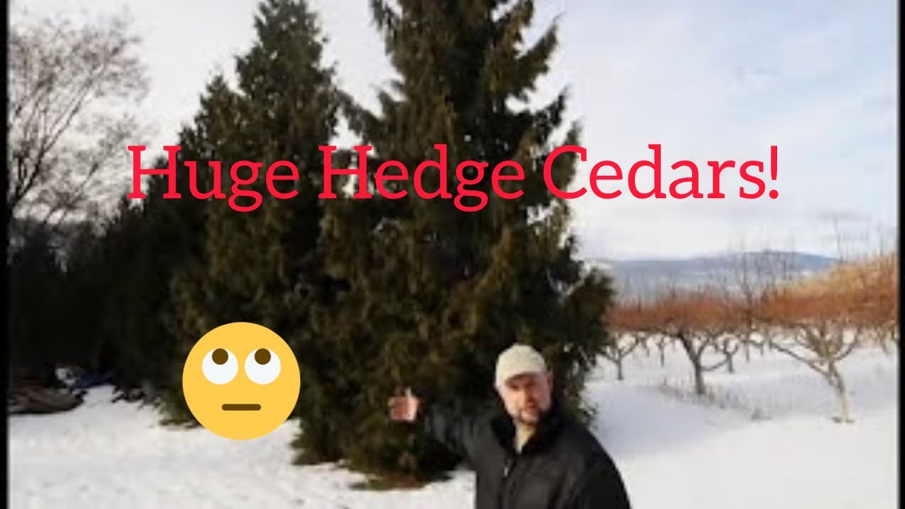 Large Hedge Excelsa Cedar