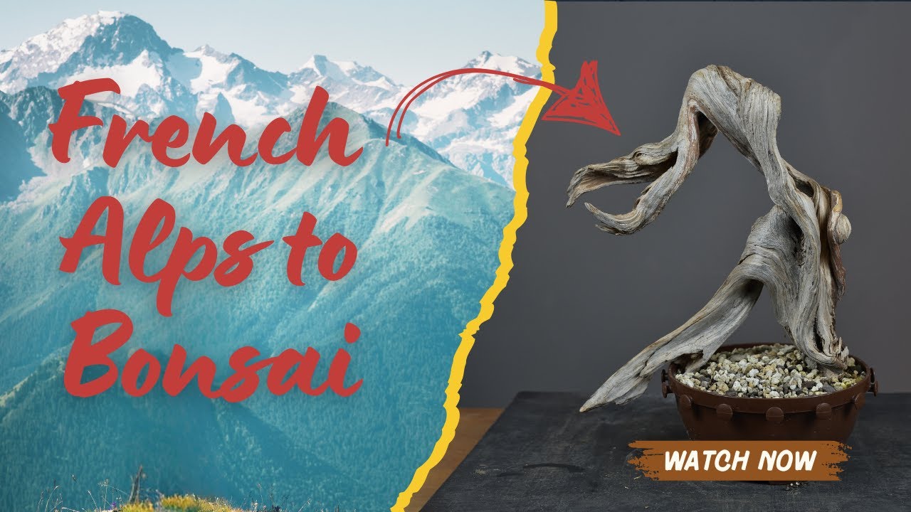 Mountain Trail to Bonsai – Full Guide Making Tanuki Bonsai with Collected Deadwood from French Alps