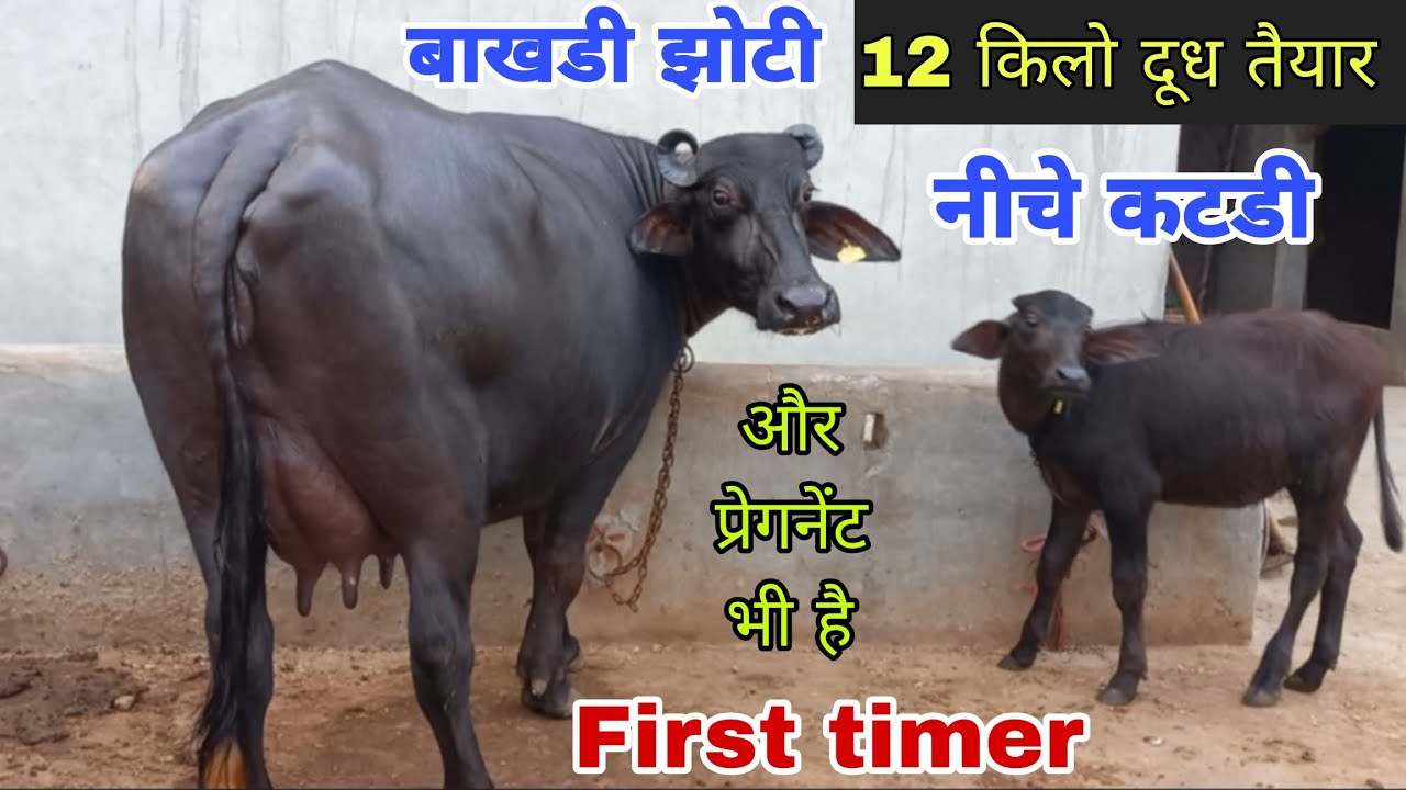 बाखडी झोटी 12 किलो दूध तैयार नीचे कटडी 🔥 और आगे की प्रेगनेंट भी है First timer टॉप मुराह बाखडी झोटी
