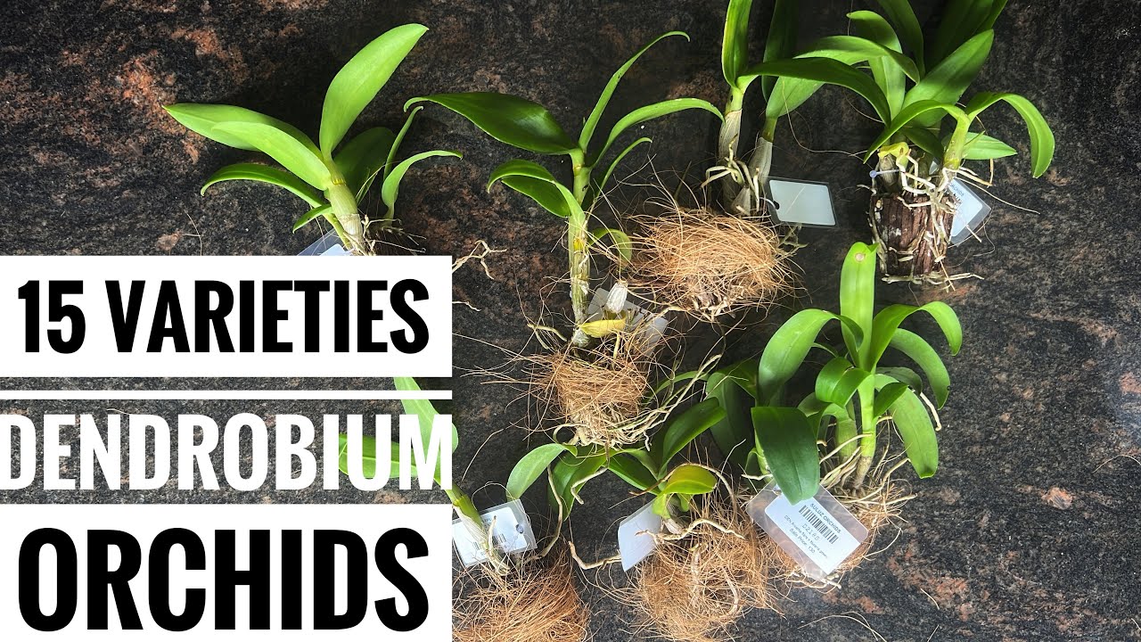 15 varieties of dendrobium plants  #sulusdiaries  #dendrobium #orchids