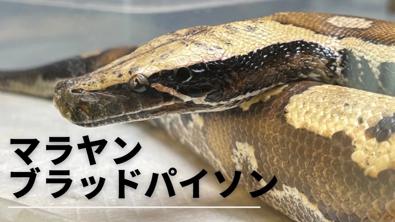 マラヤンブラッドパイソンのご紹介🐍#マラヤン#マラヤンブラッドパイソン#ブラッド#ヘビ#蛇#爬虫類#爬虫類カフェ#爬虫類のいる生活#爬虫類動画