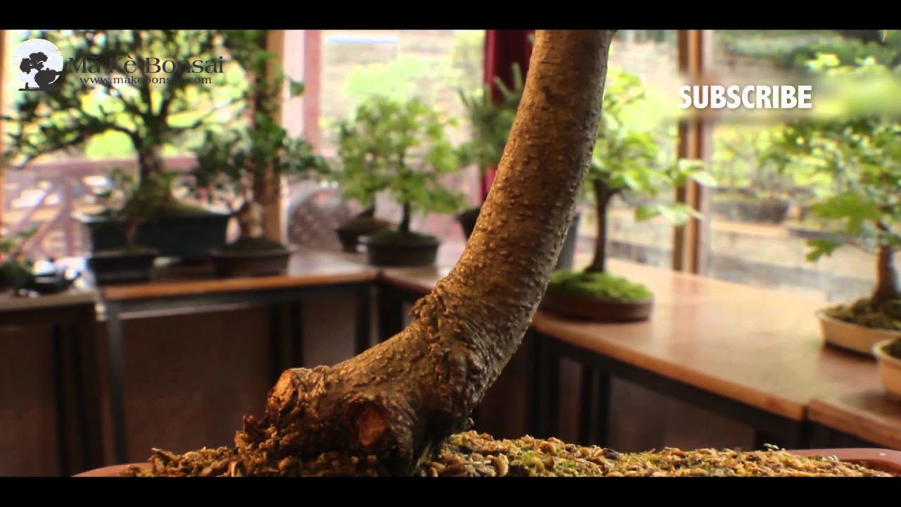 51) How to Care for Green Beech or Fagus sylvatica, European Species for Bonsai