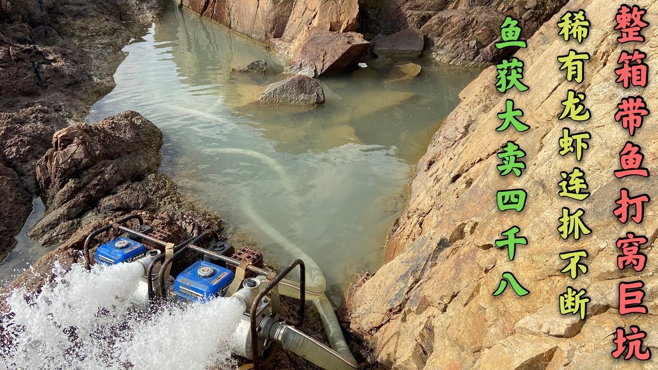 【阿向趕海】二十斤帶魚打窩巨坑 稀有龍蝦連抓不停 魚獲大賣四千八爆賺二十倍