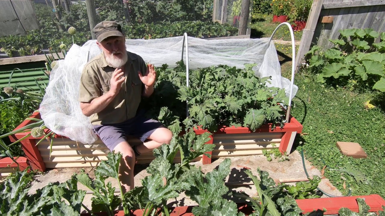 My TOP 5 VEGGIES for a SMALL GARDEN