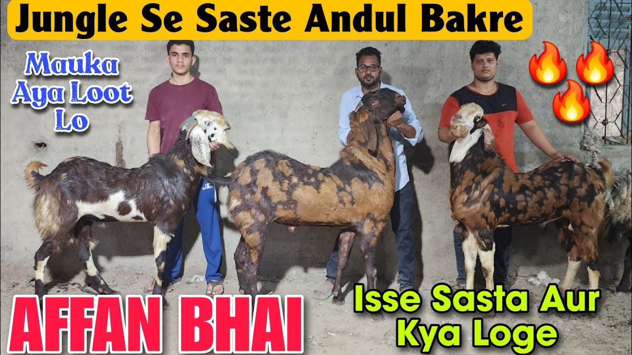 Jungle Se Saste Andul Bakre At AFFAN BHAI | Mauka Aya Quebani Ke Goat In Bhiwandi 
