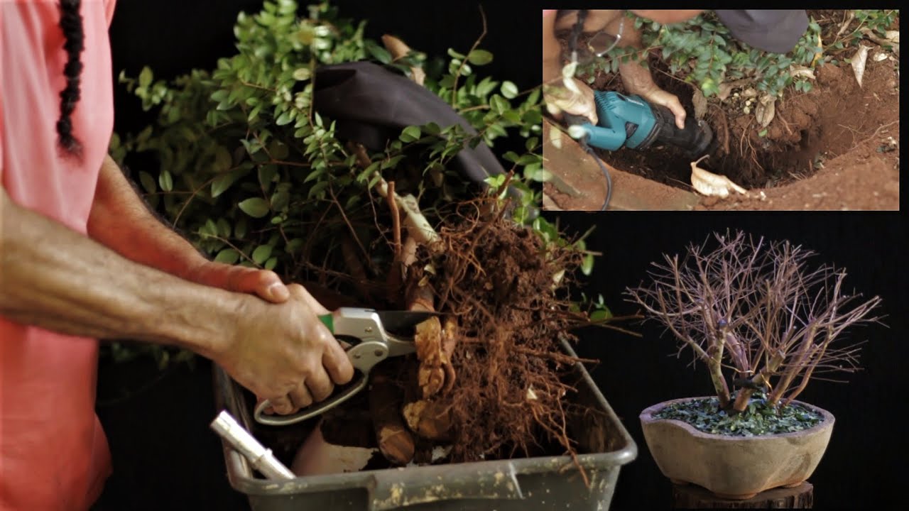 Futuro Bonsai de Jabuticabeira - Yamadori / Matidori (do Quintal para o Vaso) vídeo 1
