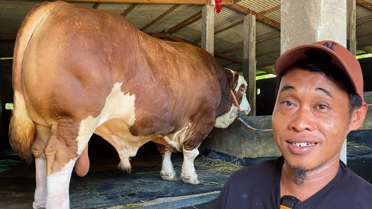 KANGEN SETIA FARM & KP‼️BEDOR READY 13 SAPI JUMBO🔥