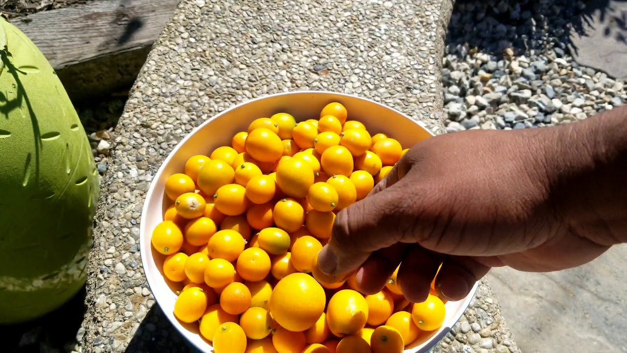 Meiwa kumquat harvest