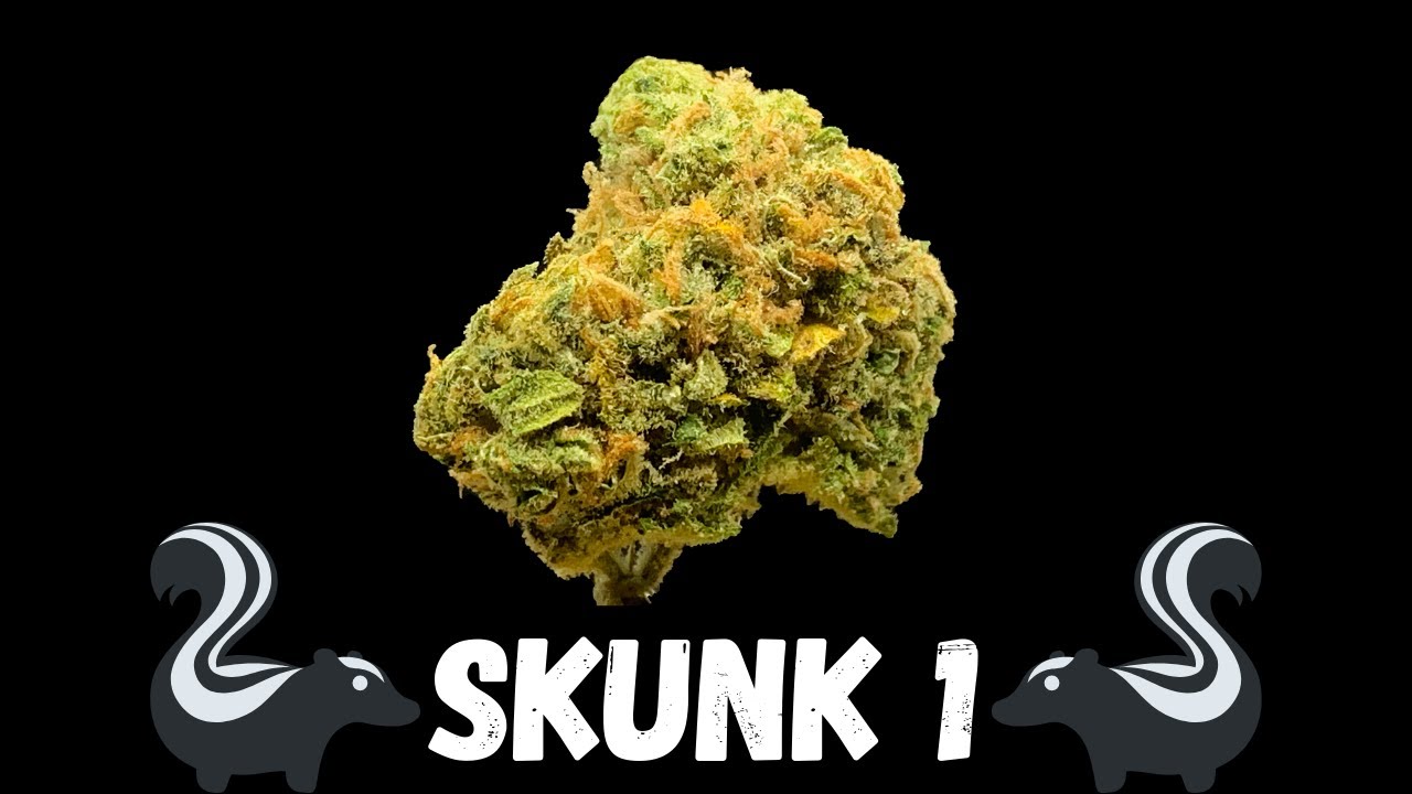 Skunk #1 Strain Review | Will it be the Same?