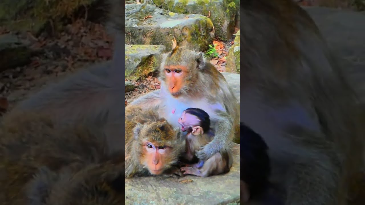 Million pity adorable baby monkey screaming so terrible asking for milk Why mother rejected milk