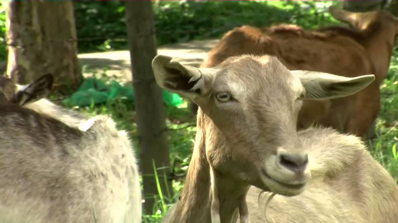 Capricultura Ecol&oacute;gica - Ganader&iacute;a Caprina - TvAgro por Juan Gonzalo Angel