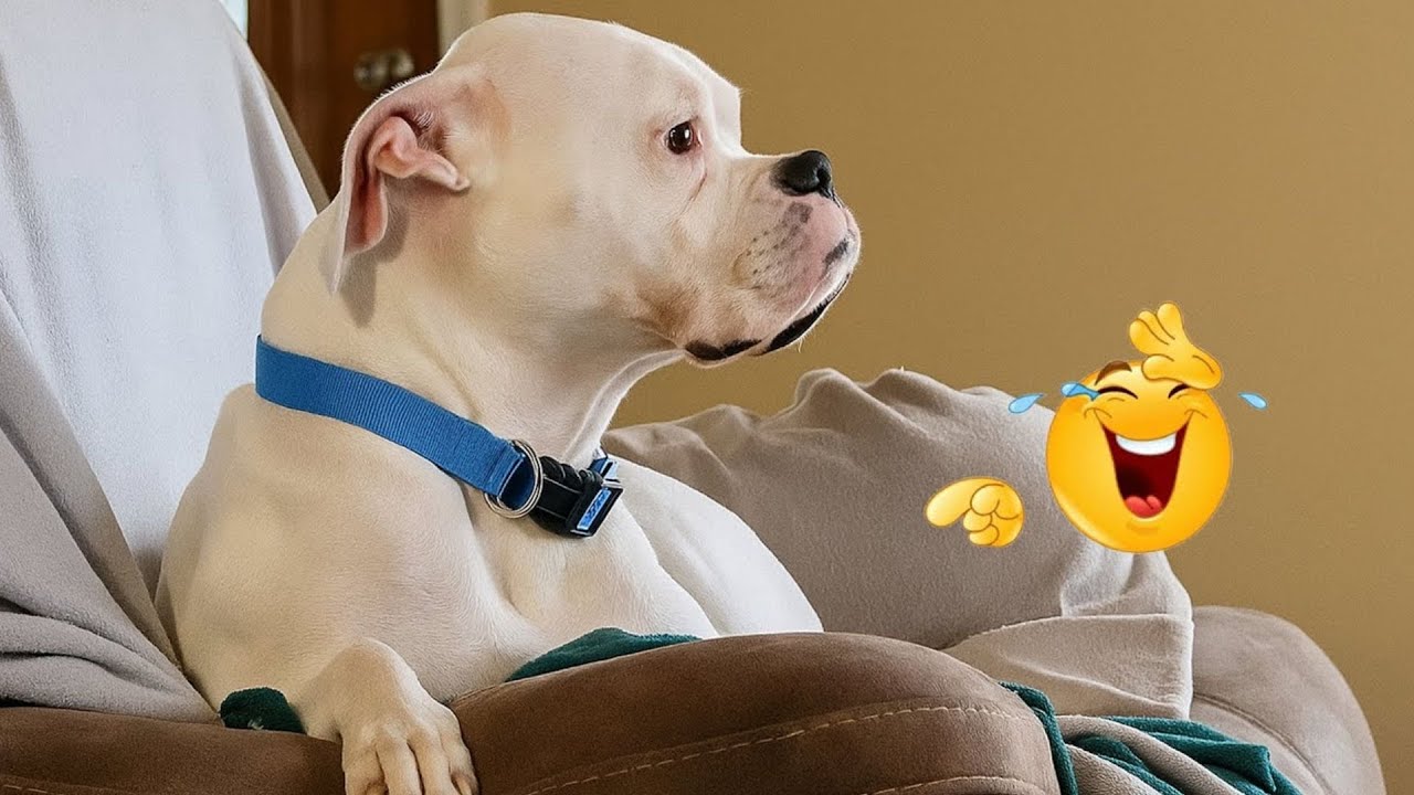 You Can’t Stop Laughing At These Dogs 🤣 FUNNIEST DOGS Video 2026