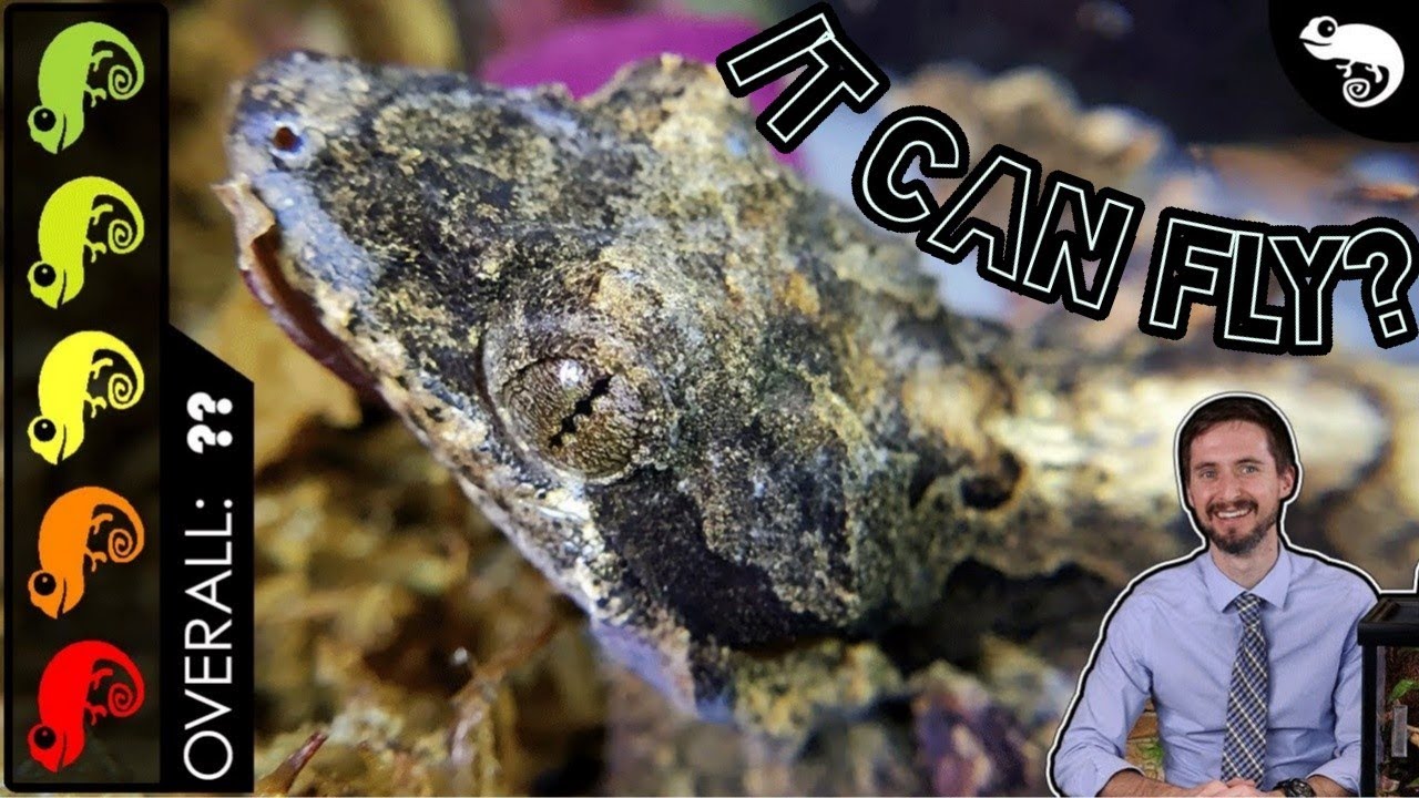 Flying Gecko, The Best Pet Lizard?