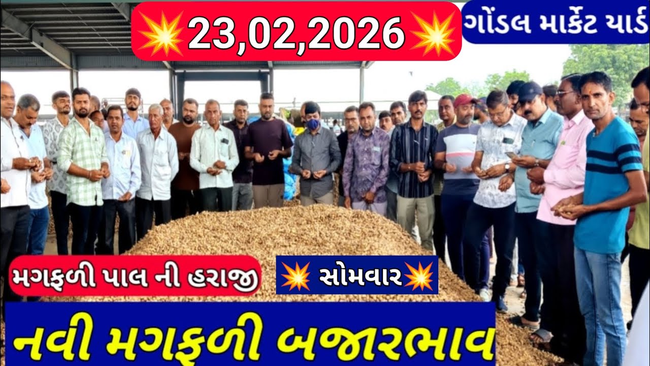 મગફળીના બજાર ભાવ / મગફળી ના બજાર ભાવ / નવી મગફળીના ભાવ /23,02,2026