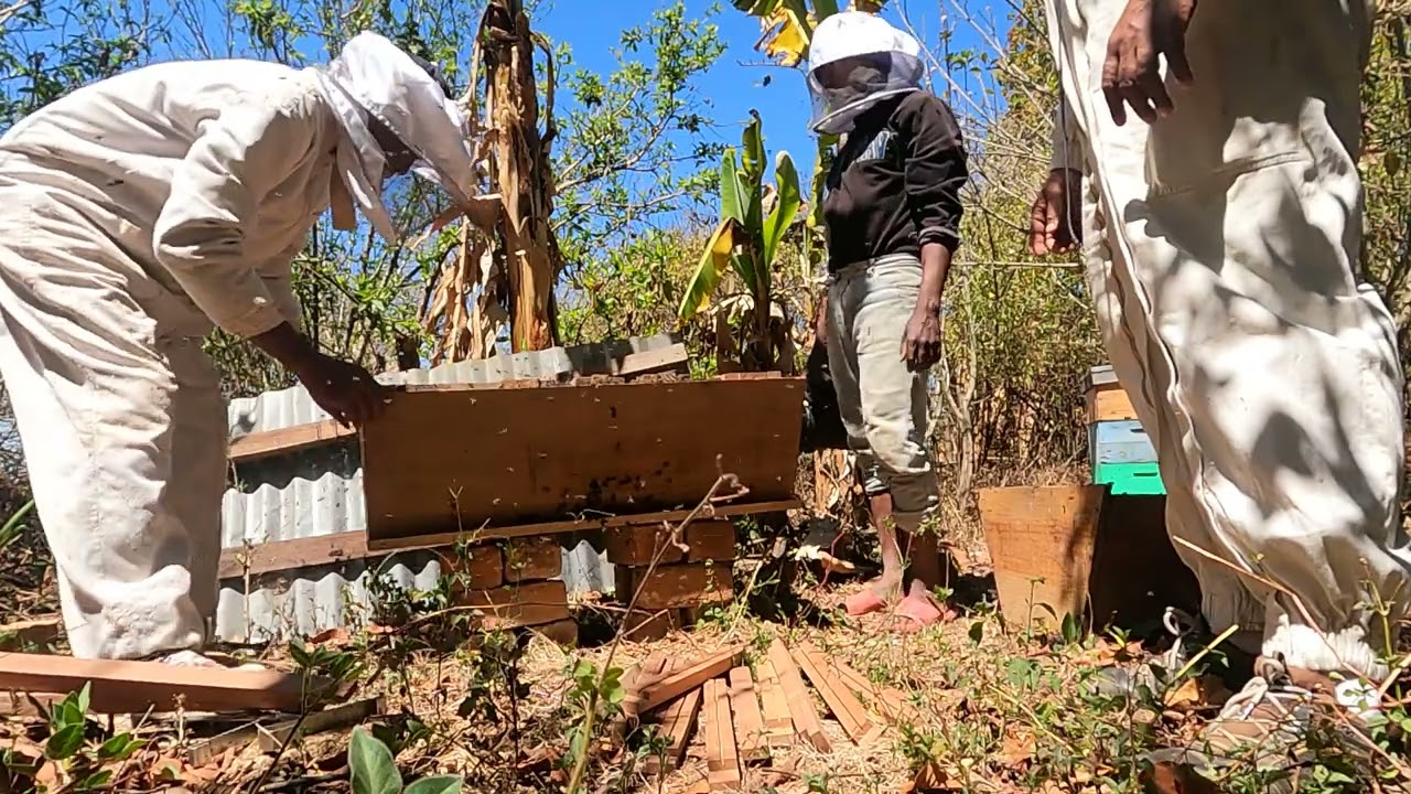 Apiculture à Madagascar : ruche à barrettes Kenyane