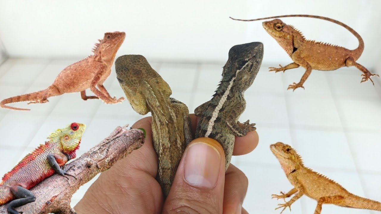 BERBURU BUNGLON KEBUN / LONDOK/ BUNGLON SURAI