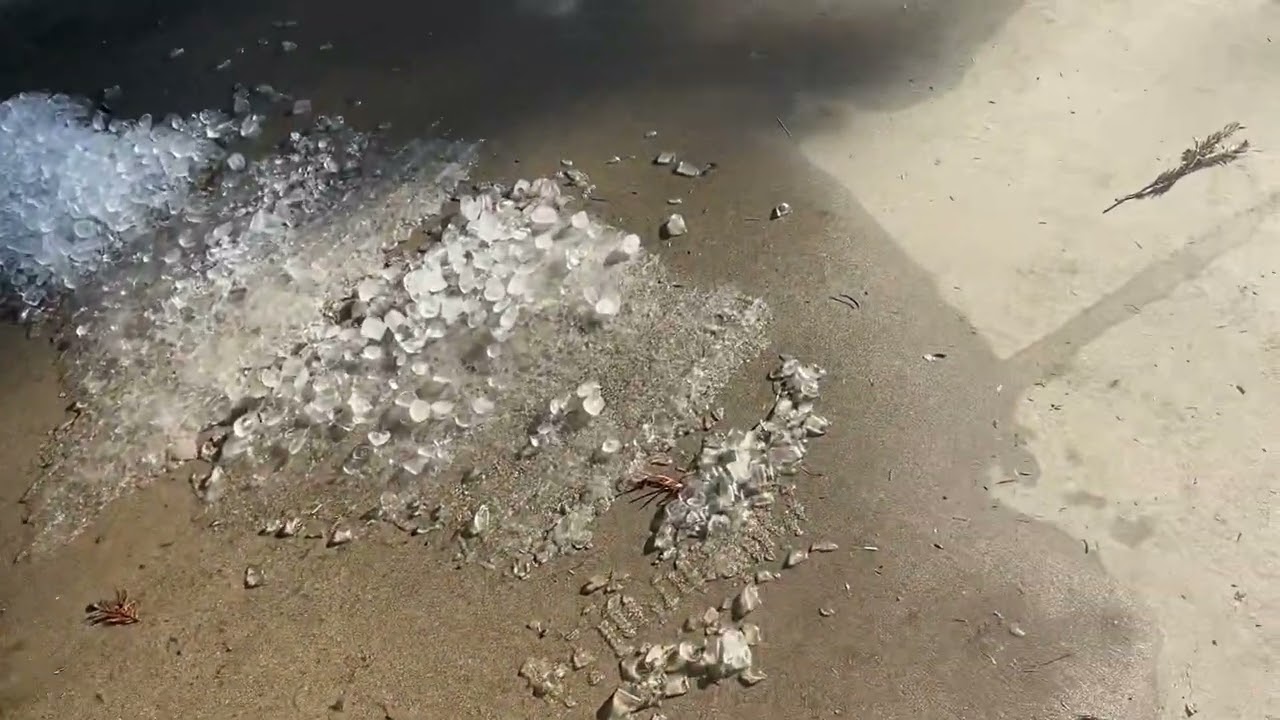 Freak snow storm in my neighborhood. More strange phenomena in my hood.