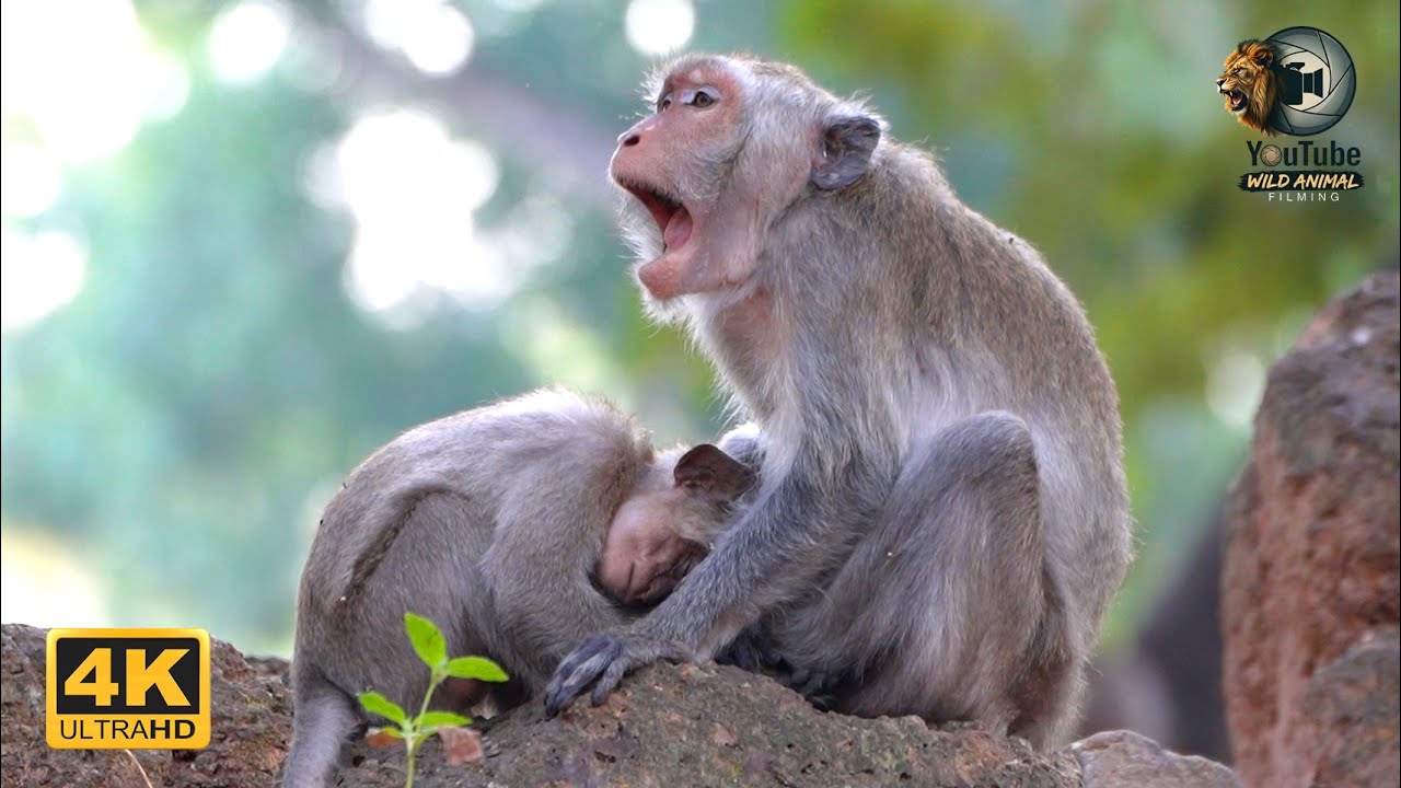 JAVO: A Rescue  Story By The Wildlife Conservation And Prevention Organization | Full Documentary