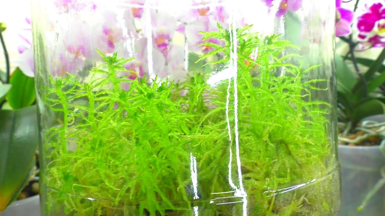 Живой МОХ СФАГНУМ творит ЧУДЕСА !!!  Орхидея Реанимашка в ЖИВОМ МХУ ОЖИВАЕТ ...