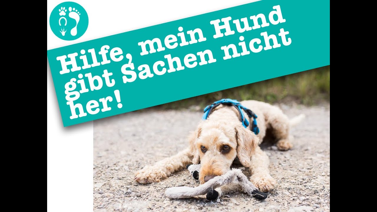 Hilfe, mein Hund gibt Sachen nicht her!
