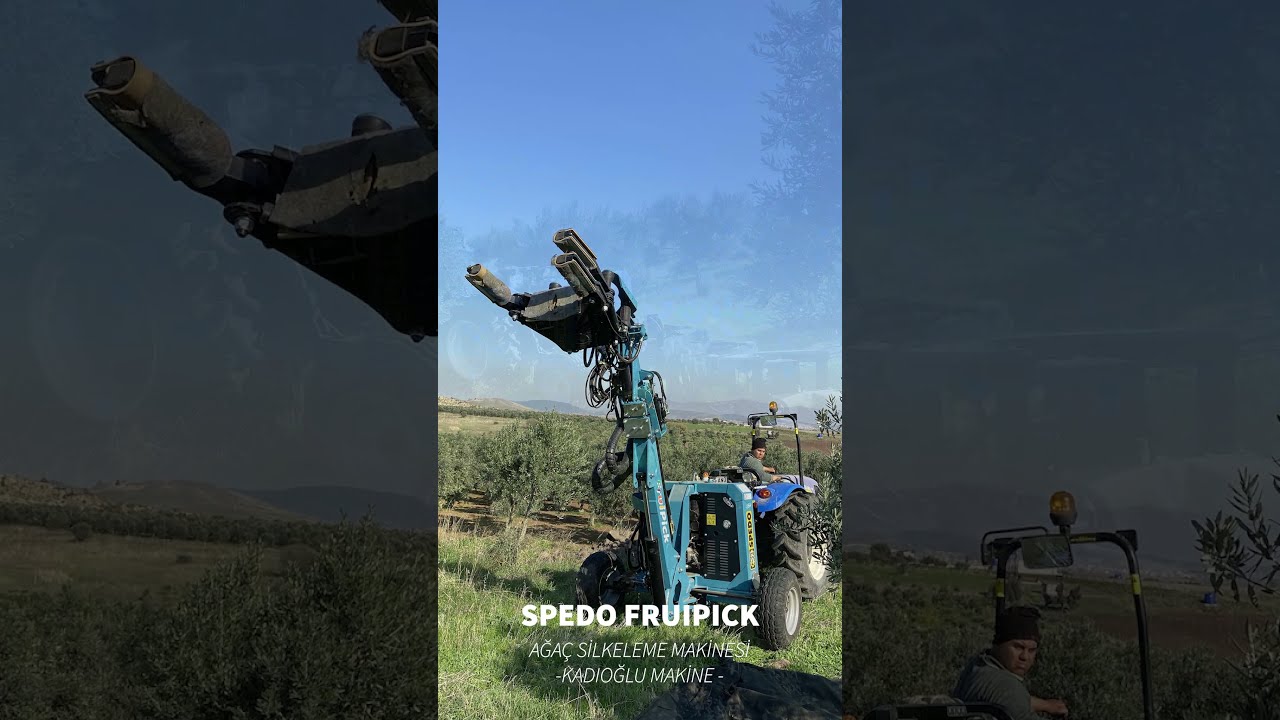 Spedo Fruipick Hasat Makinesi İle Genç Zeytin Ağaçlarının Hasadı
