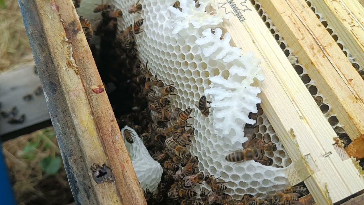 Miód z odkładu?! Pierwszy taki przypadek w pasiece!