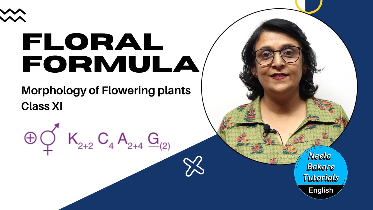 Floral Formula| Morphology of Flowering Plants | Class XI | NEET & AIIMS | Neela Bakore Tutorials