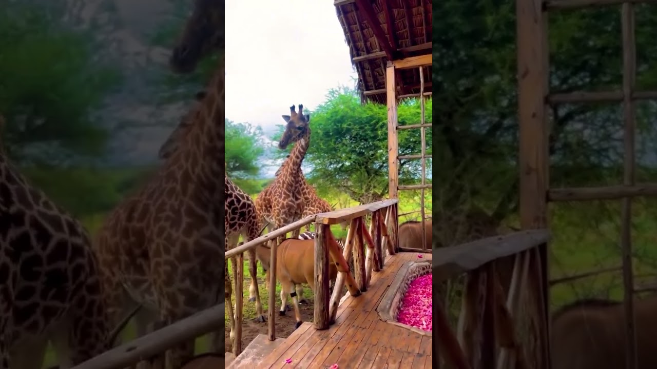 "Inside Serval Wildlife | A Close Encounter with Tanzania’s Wild Beauty"