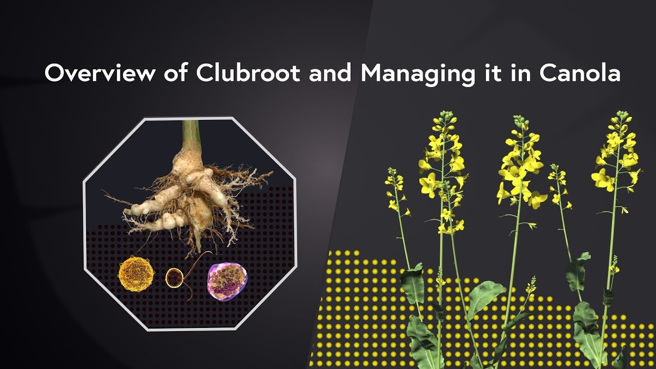 Clubroot Management: Overview