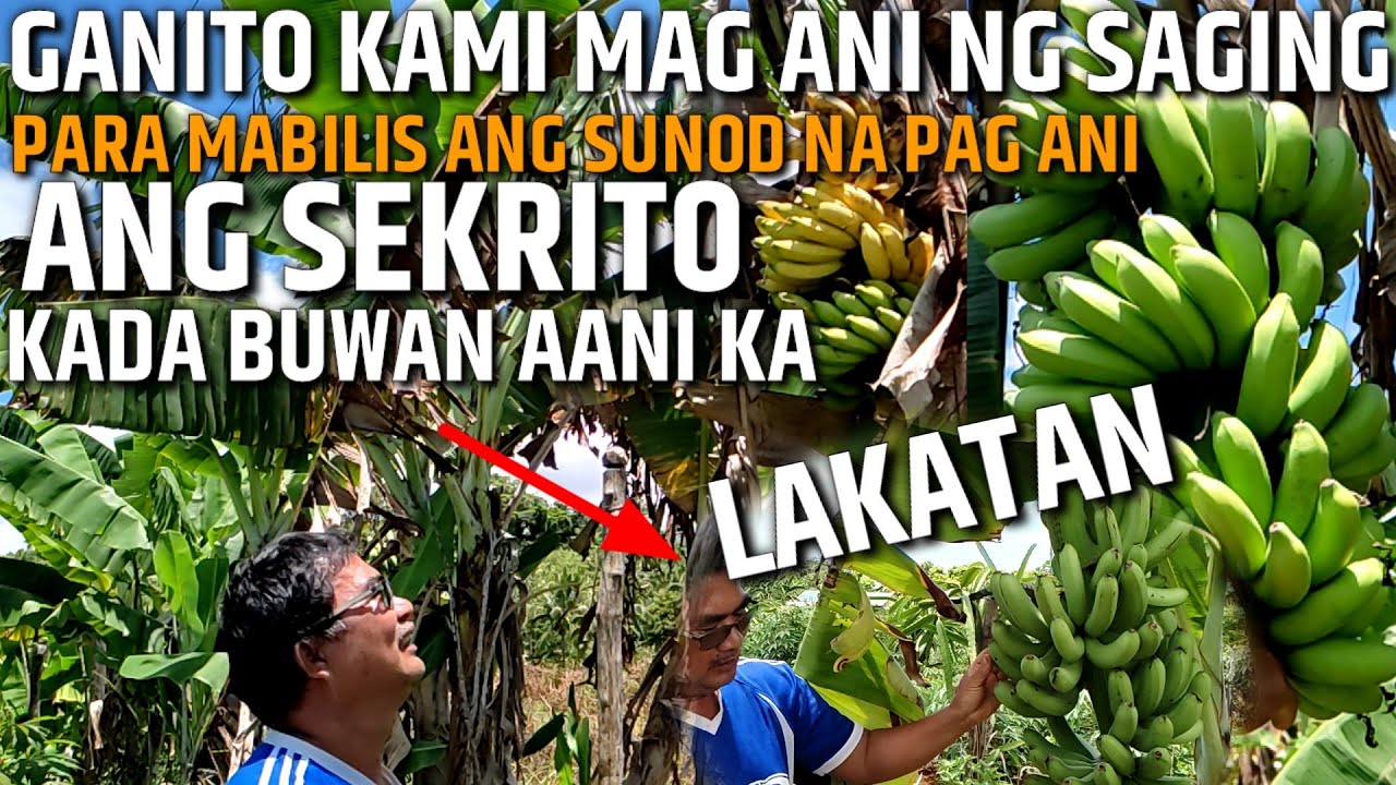 ANG SEKRITO SA PAG ANI NG SAGING | PAANO MALAMAN KUNG PWEDE NG ANIHIN ANG SAGING | D' Green Thumb