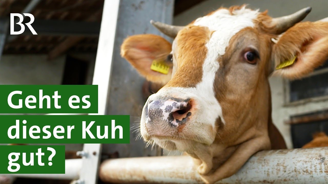 Missstände zuverlässig erkennen: Braucht es mehr Kontrollen im Stall? | Tierschutz | Unser Land | BR