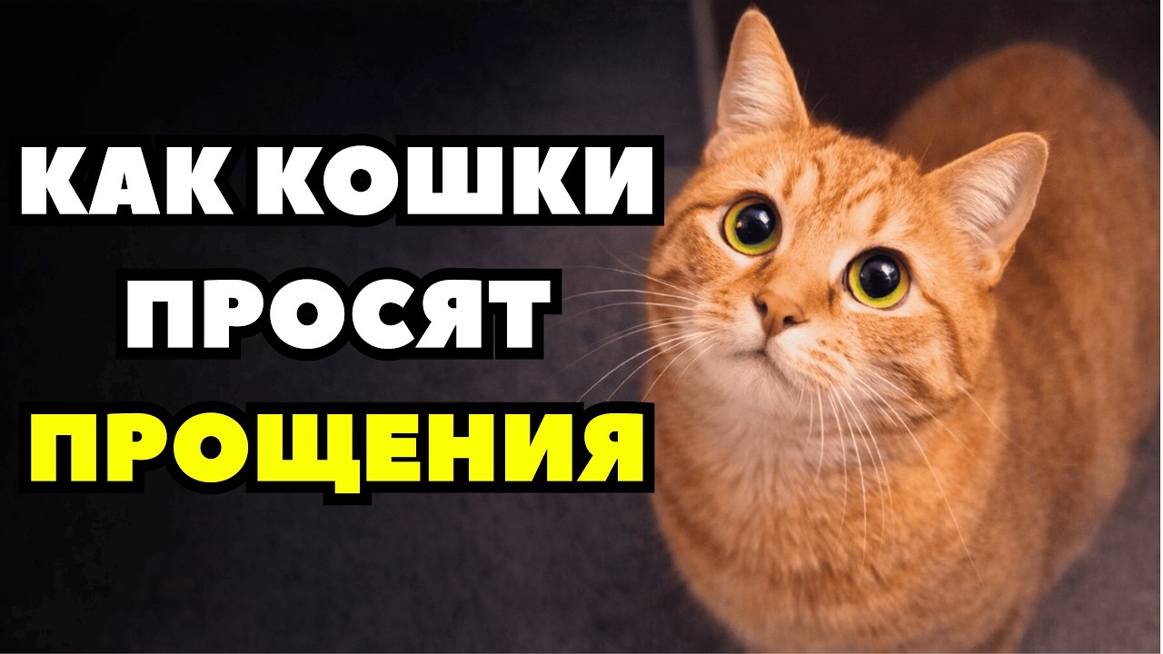 Ваш кот говорит «Прости» — а вы его не слышите. 10 скрытых сигналов