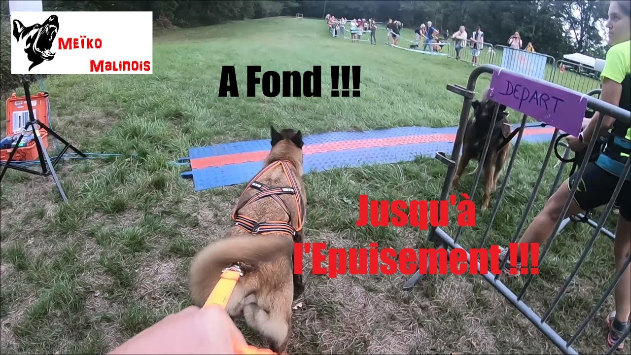 Canicross : Mon Malinois fait un Coup de Chaleur