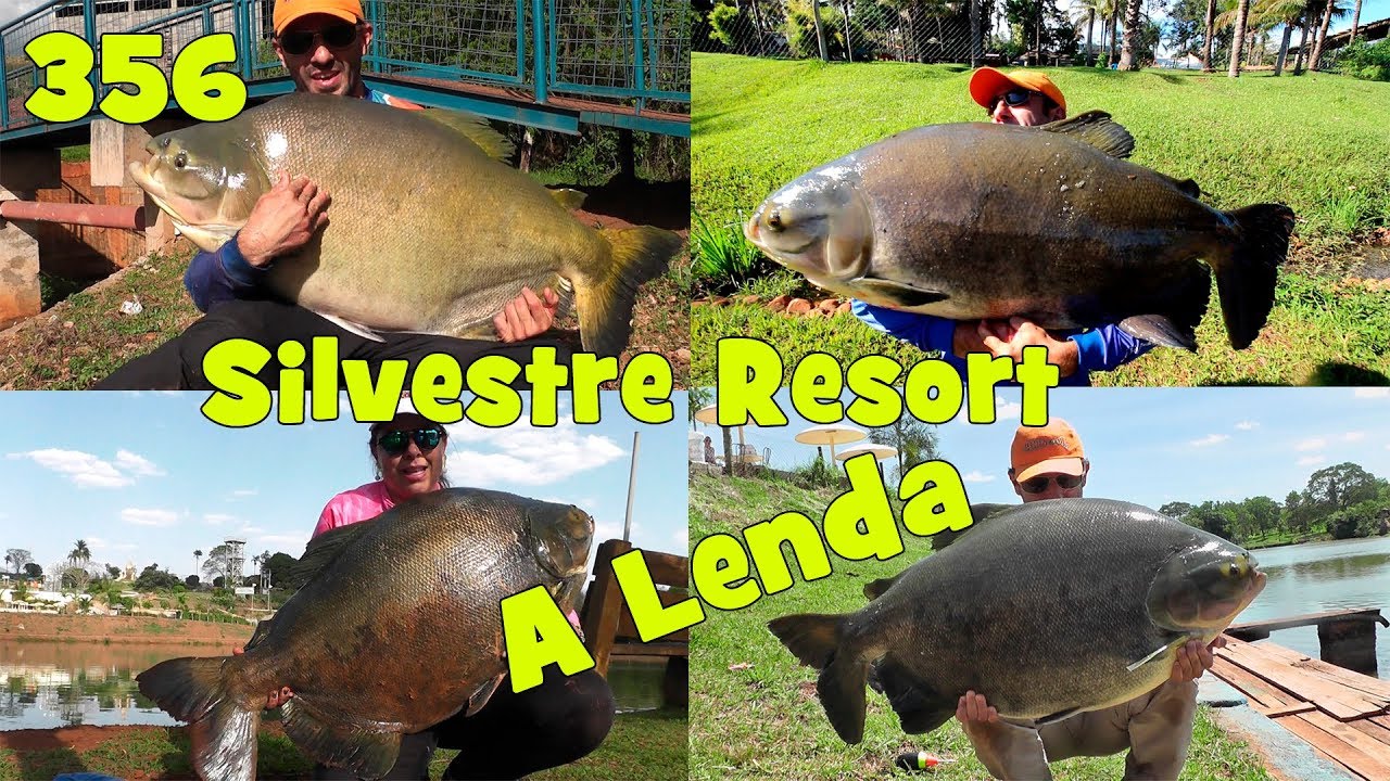 Silvestre Resort - A LENDA dos Tambacus Gigantes  -  Programa Fishingtur na TV 356