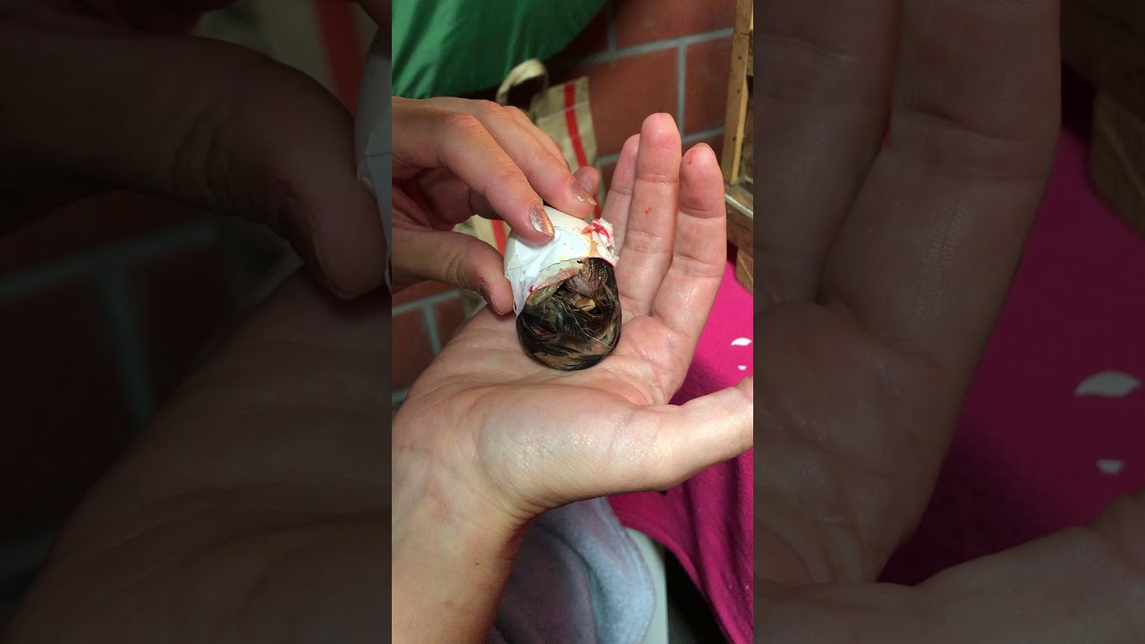 Kuiken uit ei helpen