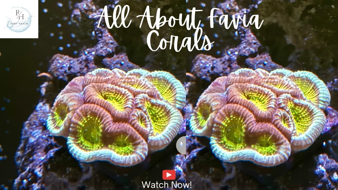 All about Favia corals