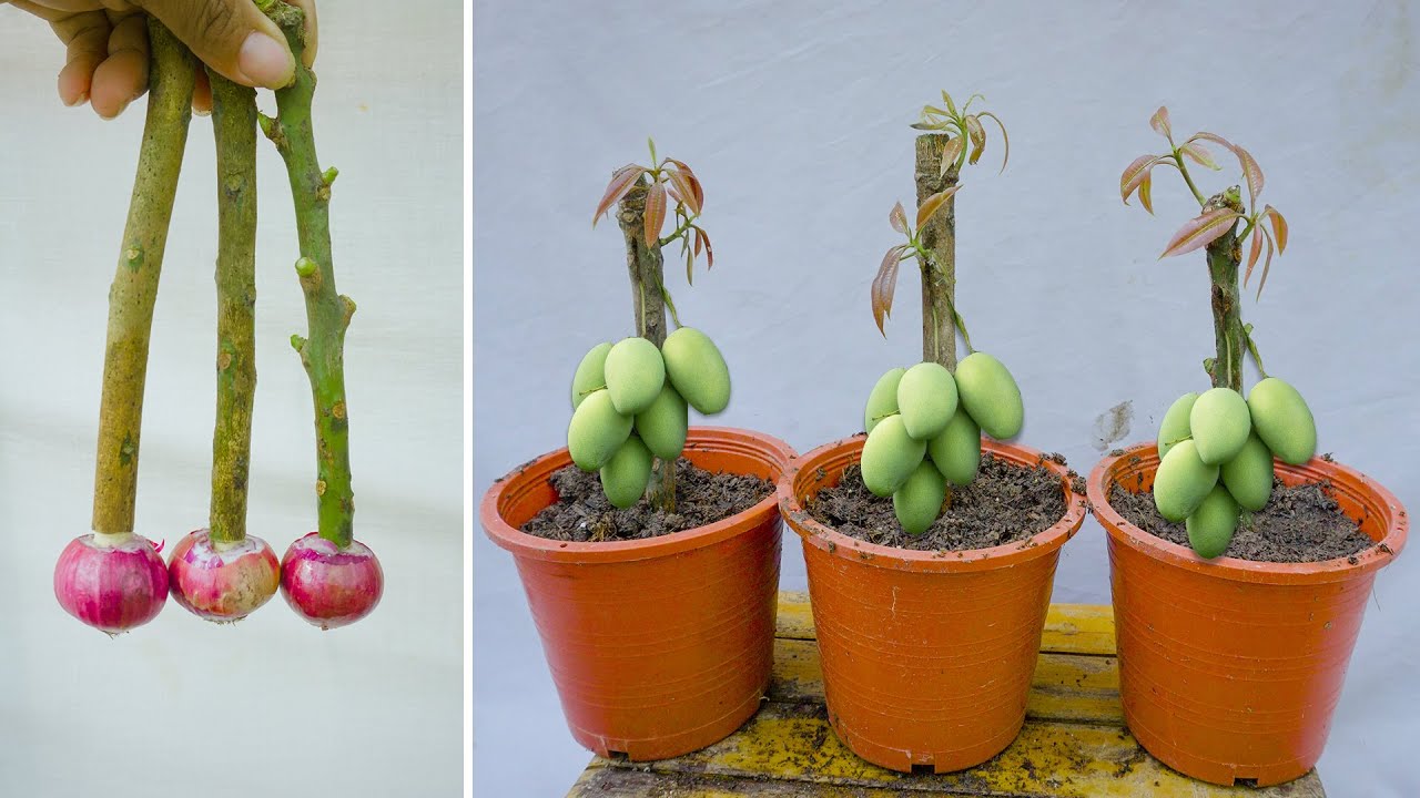 Amazing Natural propagate mango tree from cuttings Using Red onion natural rooting 100 %success