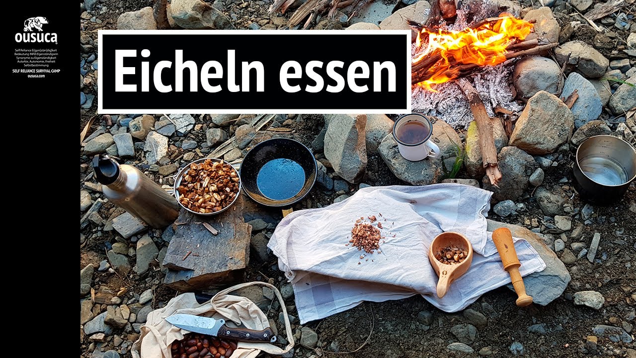 Eicheln essen: Zubereitung von Eichelmehl, Eichelkaffee, Eichelbrot