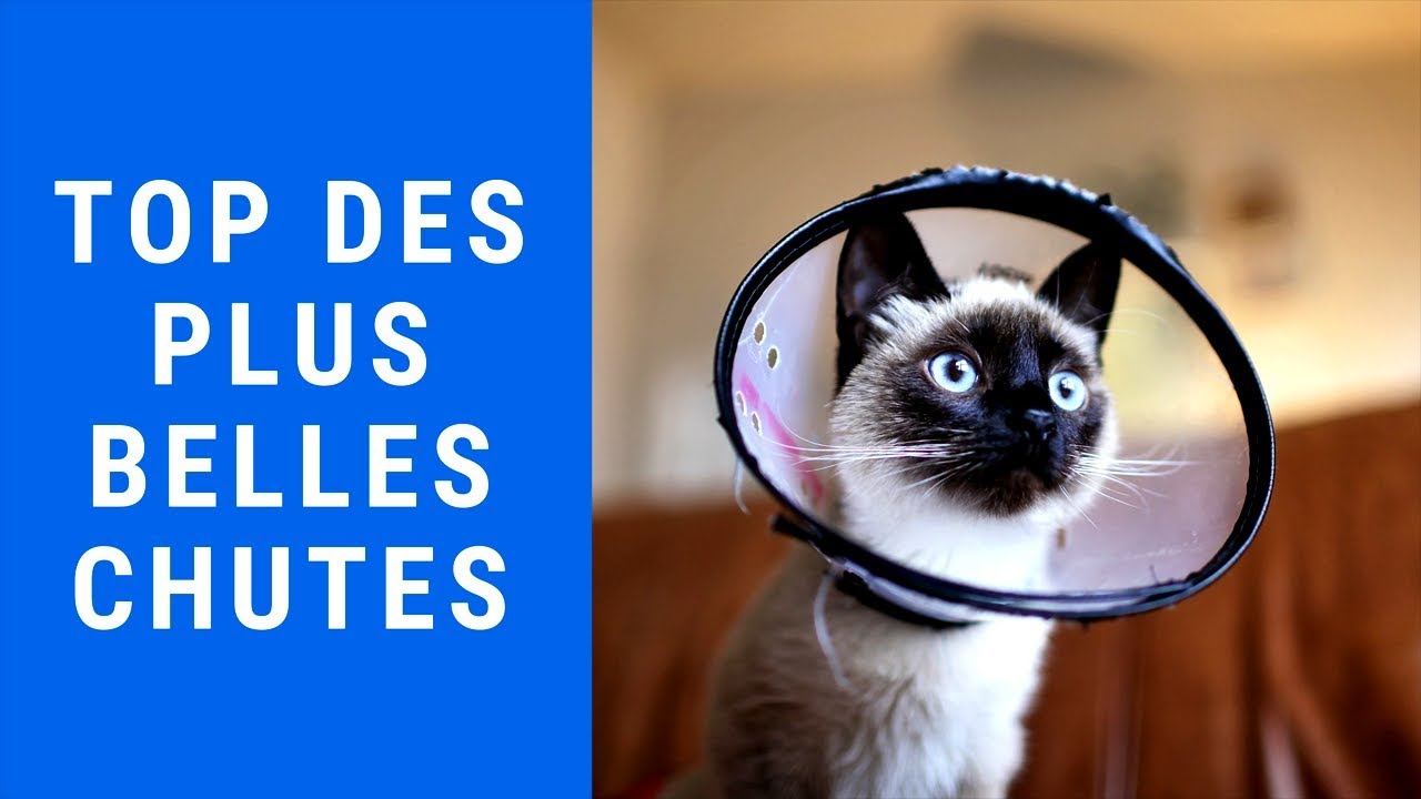 Chutes de Chats Hilarantes - les Meilleures Gamelles