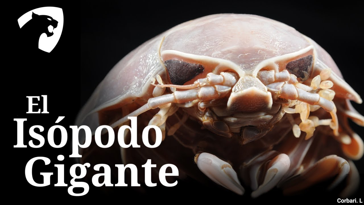 Conociendo al Isópodo Gigante