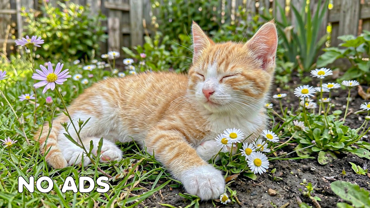 12 часов успокаивающей музыки для кошек 🐈 Музыка для сна 😻 Кошачье ТВ 🎶 Нежные мелодии для тревожных