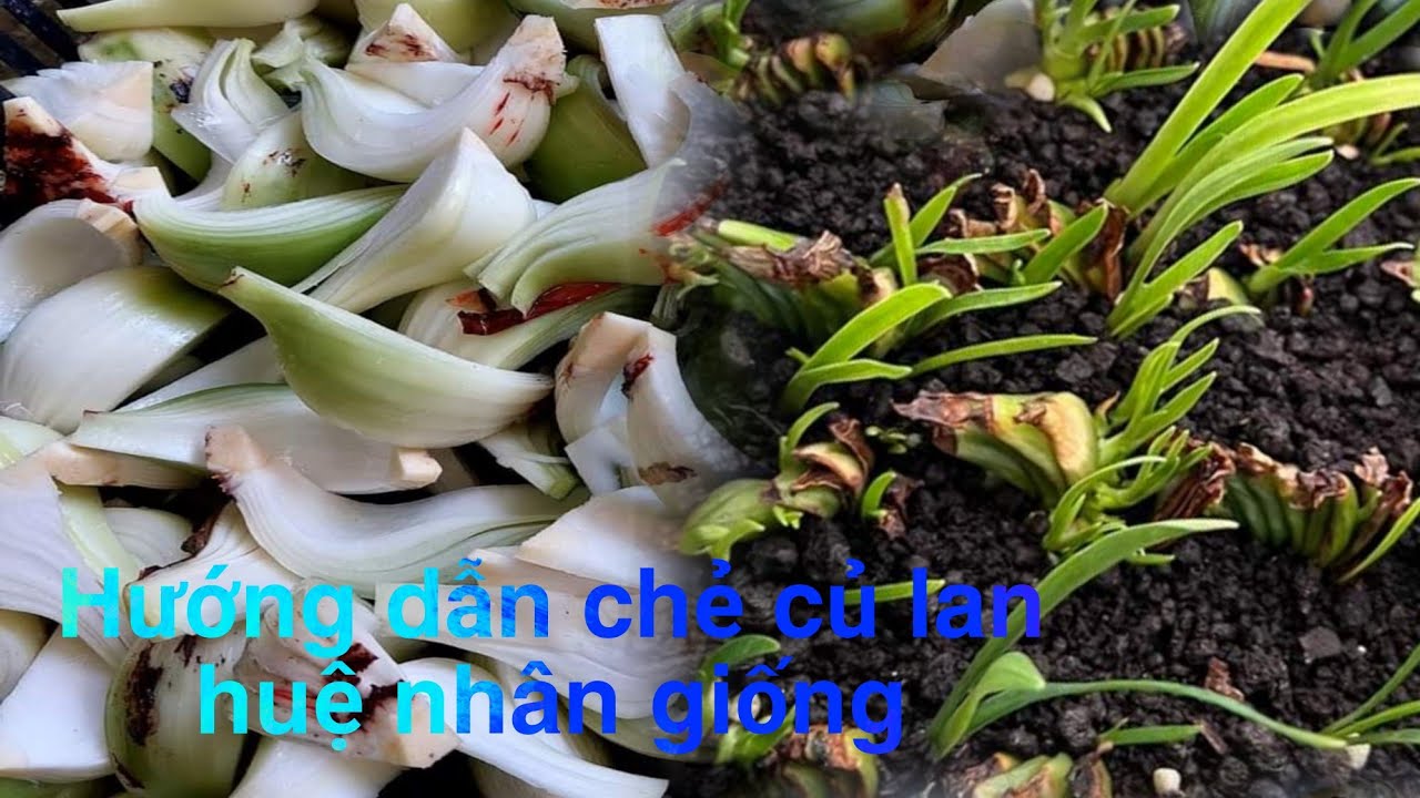 Amaryllis | Hippeastrum Chẻ củ lan huệ từ A tới Z cho người mới chơi