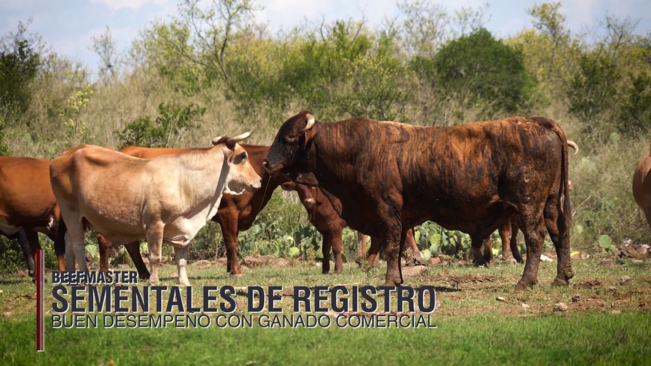 Ganado Beefmaster en Coahuila