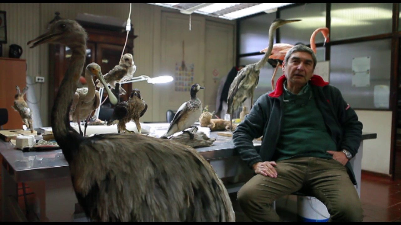 Taxidermia Ricardo Vergara
