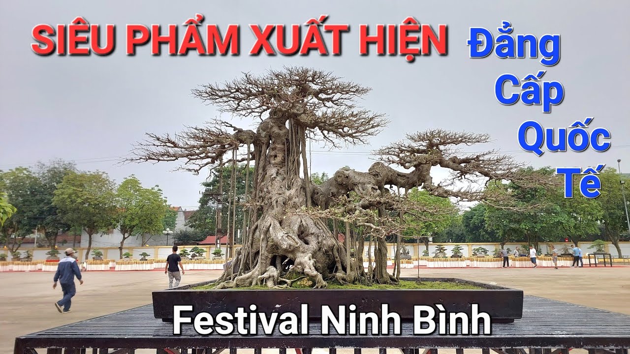 FESTIVAL NINH BÌNH 2024 ! SIÊU PHẨM đẳng cấp QUỐC TẾ xuất hiện tại NGÀY THỨ 2 nhận cây .