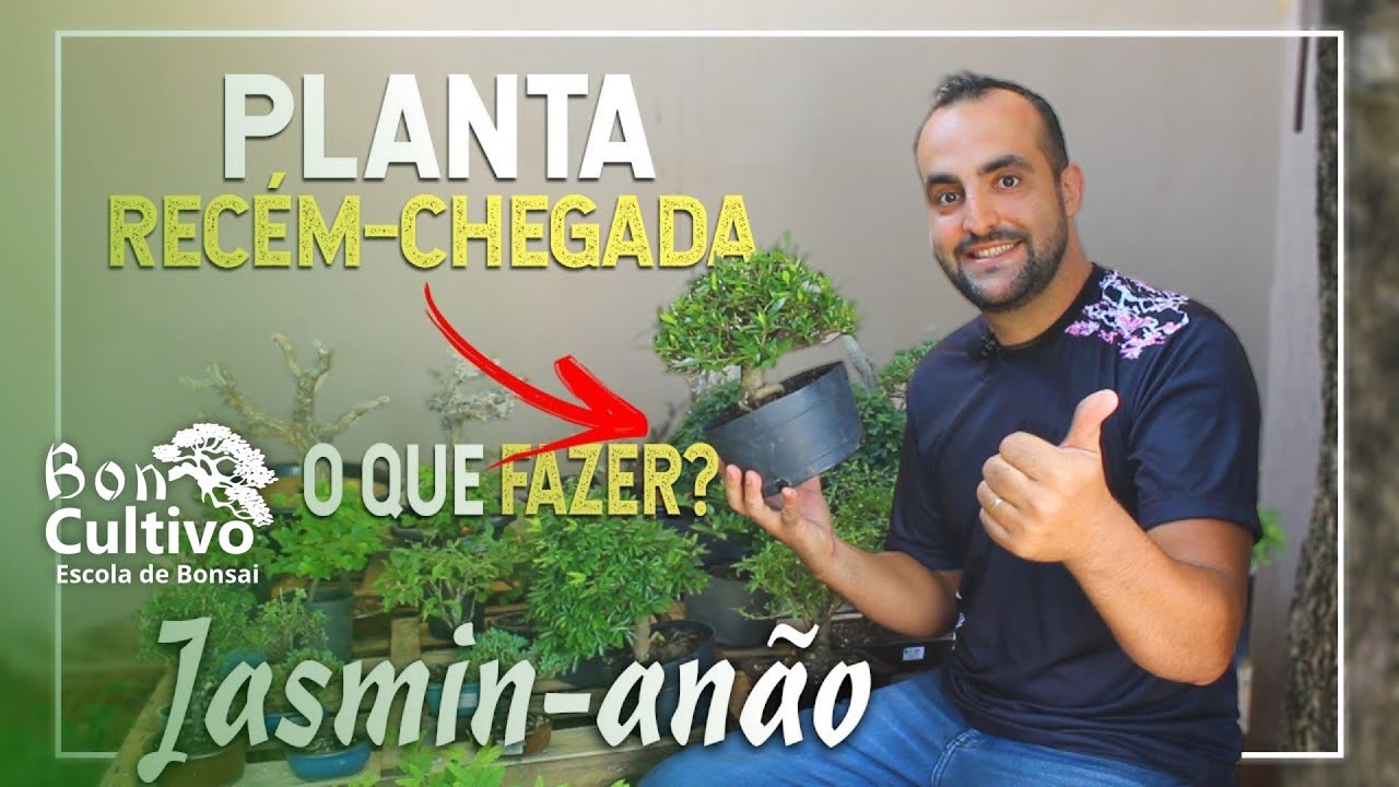 PLANTA RECÉM CHEGADA! O que fazer? - Boncultivo Bonsai